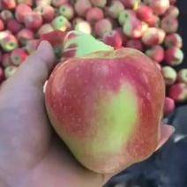 金世纪光果1元