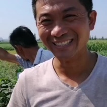 黑皮子弹头冬瓜