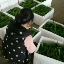 精品陇椒