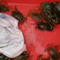 青蟹（红膏蟹）本地红膏蟹（满膏爆膏）自产自销质量保证