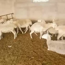 大公羊出售
