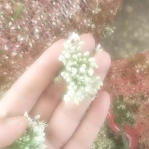 韭菜花