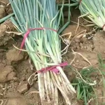 大葱