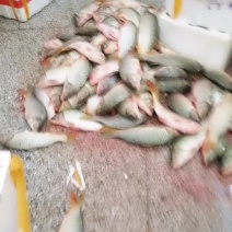 鲤鱼冰鲜开肚鲤鱼