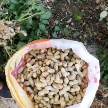 新鲜带壳新鲜花生