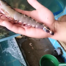 老虎虾