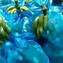 河口香蕉