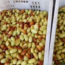 马牙枣