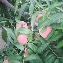 永莲蜜桃7号