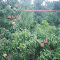 永莲蜜桃