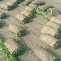 四季青，早熟禾，高羊茅，草坪草，四季青，万亩基地直供
