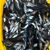 鱼苗鲤鱼草鱼鲢鳙鱼武昌锦鲤苗种齐全