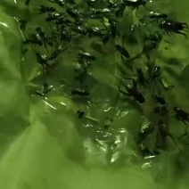 大量出售蛐蛐