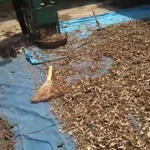 当归甘肃定西药材种槙户