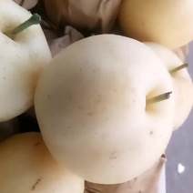 蜡纸袋黄金梨无激素处理