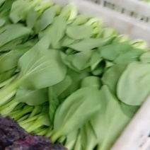 精品油菜