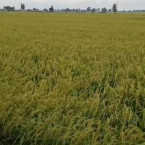 新稻花香稻谷马上要成熟，要货提前预约，联系