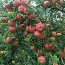 云南苹果苗红蜜苹果苗红露苹果苗华硕苹果苗基地供应