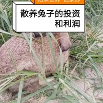 种兔养殖场