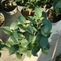 茶花克瑞墨美观居家好盆友