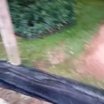 茶花赤丹品种多大小规格多
