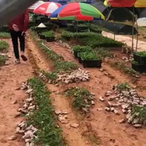 五指毛桃苗