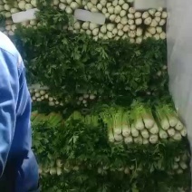 西芹和扎巴子西芹！