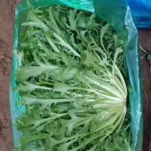 苦菊掉价了质量完美有一流的团队