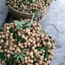 桂圆