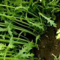 茼蒿陆续上市质量完美有一流的团队