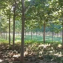 大量出售，8到18泡桐，紫花泡桐，价格面议