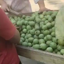 青皮核桃河北石家庄灵寿县