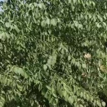 连翘树连翘树苗山西连翘树苗连翘苗大连翘苗