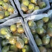 玉露香梨