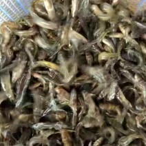 黄颡鱼苗黄辣丁黄骨鱼苗