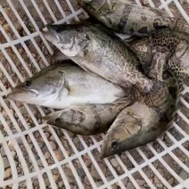 淡水桂鱼