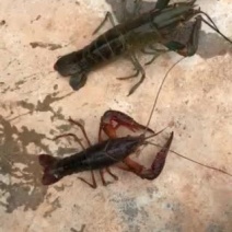 澳洲淡水龙虾