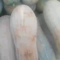 密本南瓜