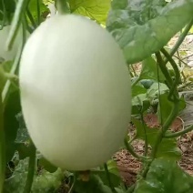 白蜜脆梨