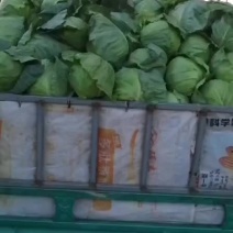 甘蓝已上市谁要联系
