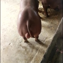 杜洛克公猪厂家大量现货包健康包成活