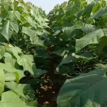 楸树