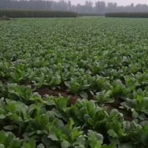 根茎类