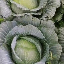 西园包菜