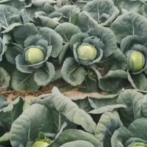 圆包菜