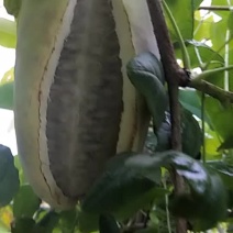 八月瓜