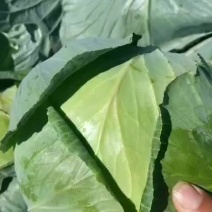 扁包菜，噢奇娜