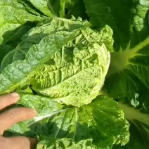 黄心菜