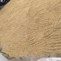 自家种的稻谷