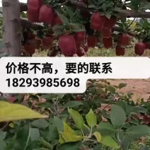 花牛苹果